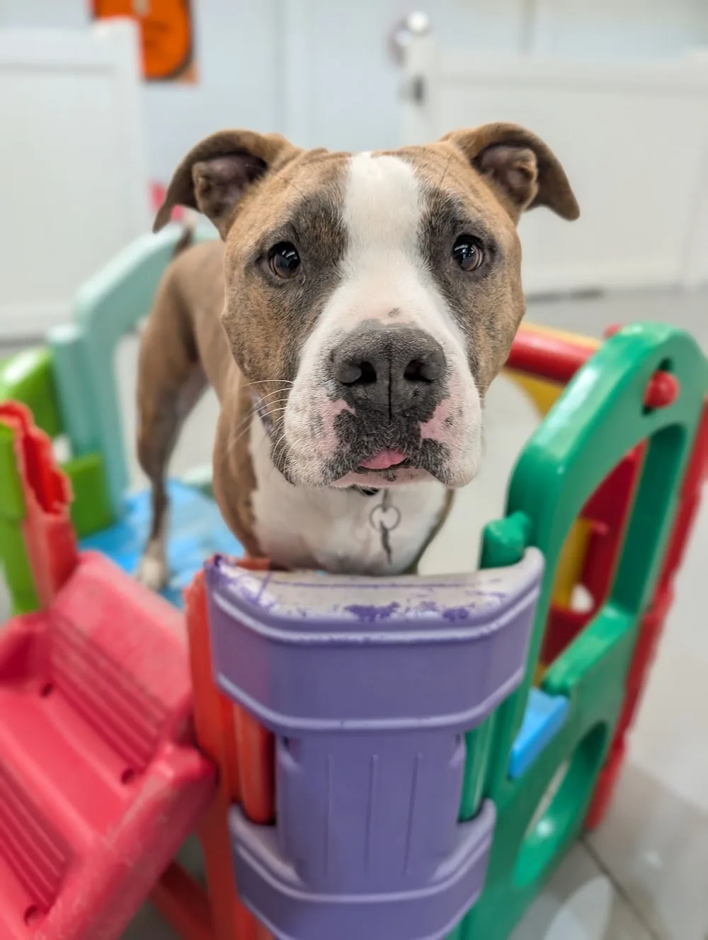 Playful Pups Doggy Daycare - Melbourne pet otel görseli 2