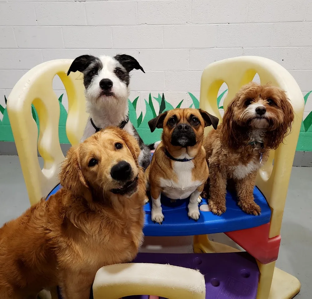 Playful Pups Doggy Daycare - Melbourne pet otel görseli 4