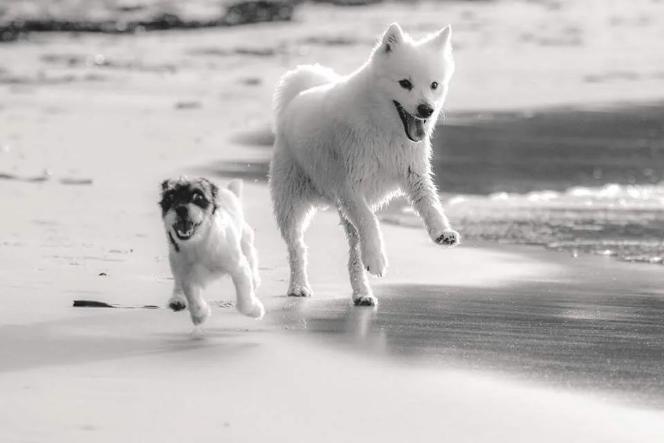 Sandy Paws, Bayside - Melbourne pet otel görseli 2