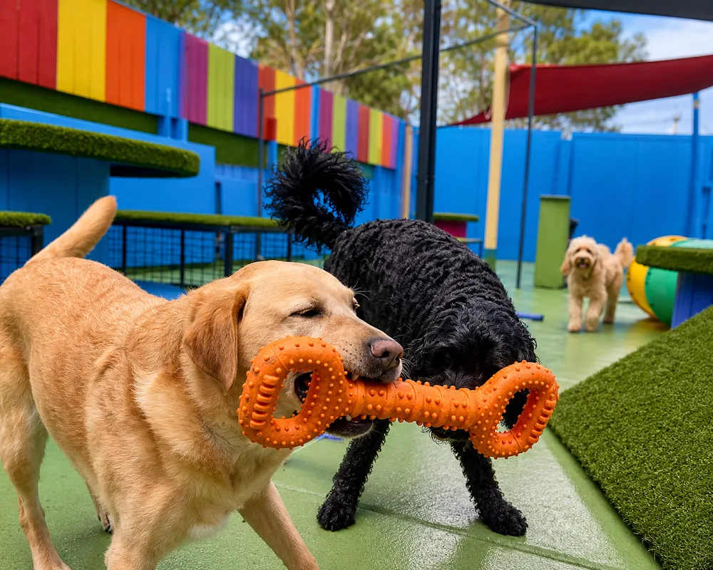Unleashed Doggie Daycare & Grooming Spa - Melbourne pet otel görseli 2
