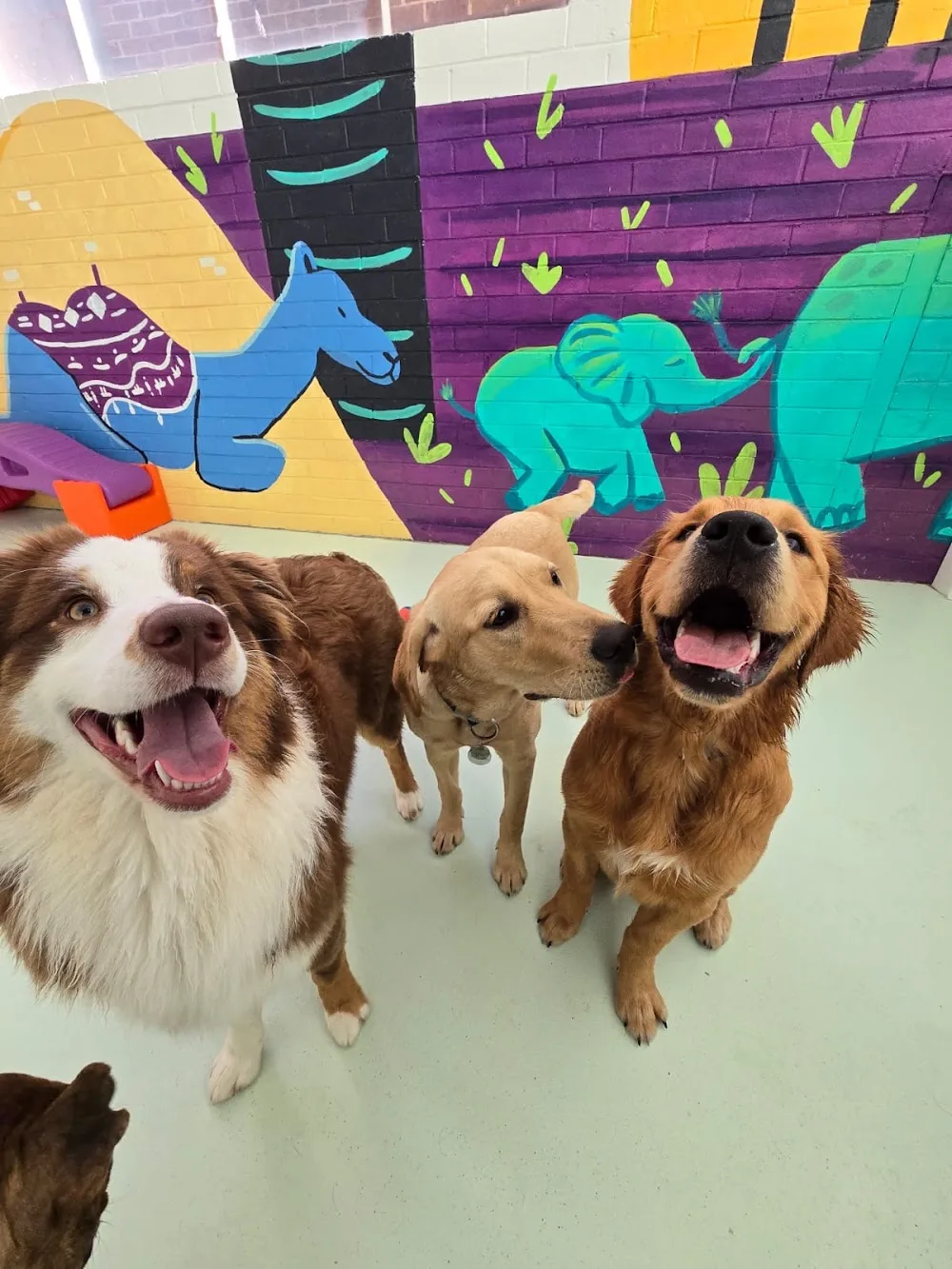 Urban Hounds Dog Daycare - Melbourne pet otel görseli 2