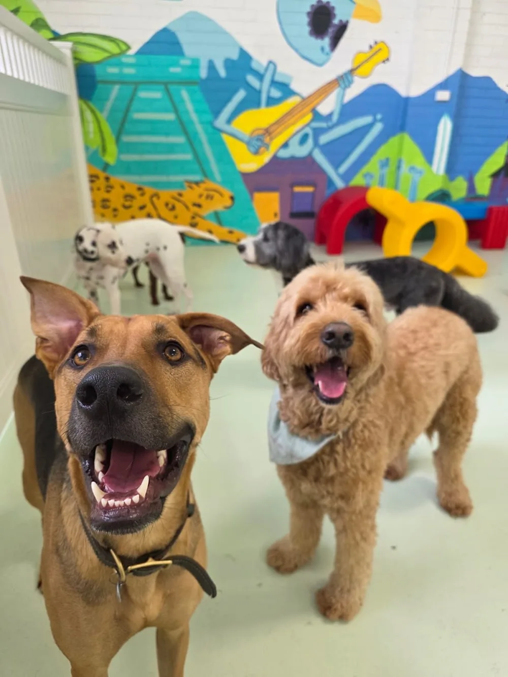 Urban Hounds Dog Daycare - Melbourne pet otel görseli 3