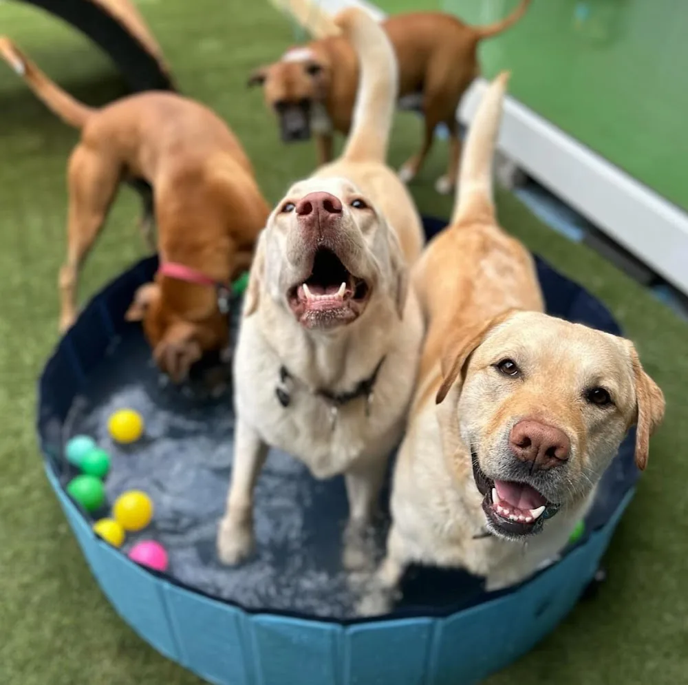 Woofers Dog Lounge - Melbourne pet otel görseli 2