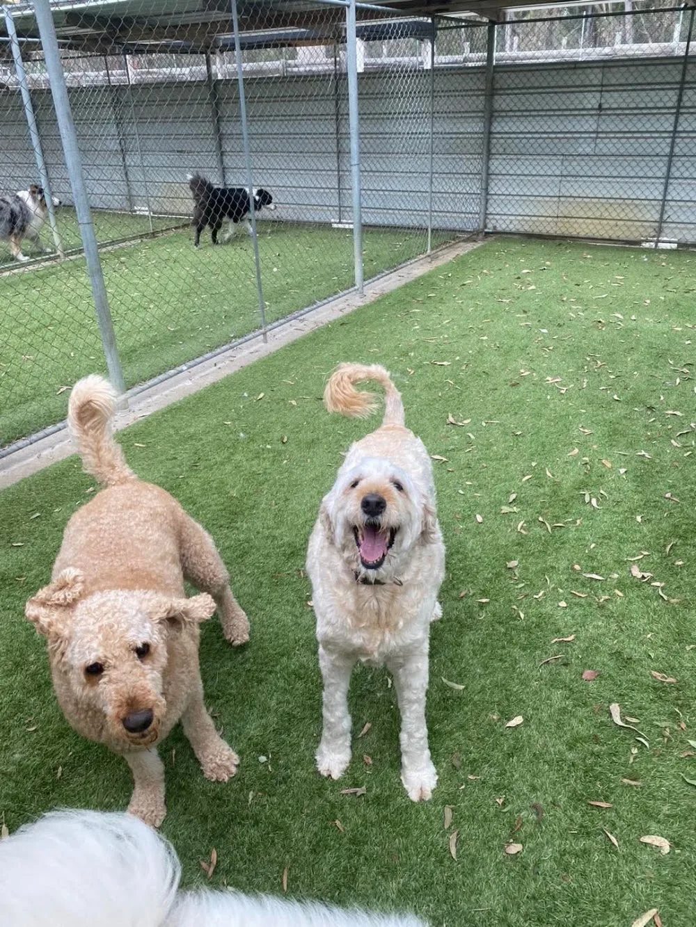 Yarrambat Kennels & Cattery - Melbourne pet otel görseli 3
