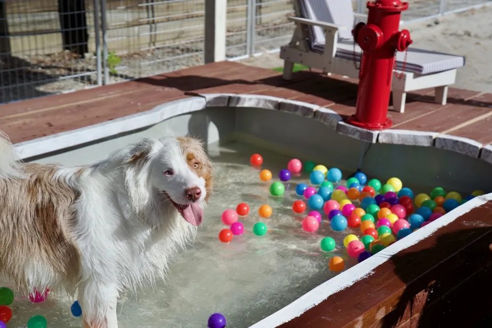 Yarrambat Kennels & Cattery - Melbourne pet otel görseli 6