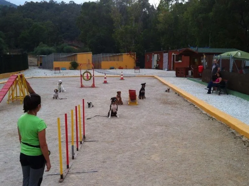 Canisfam (Canis Familiaris S.L. ) - Melilla pet otel görseli 3