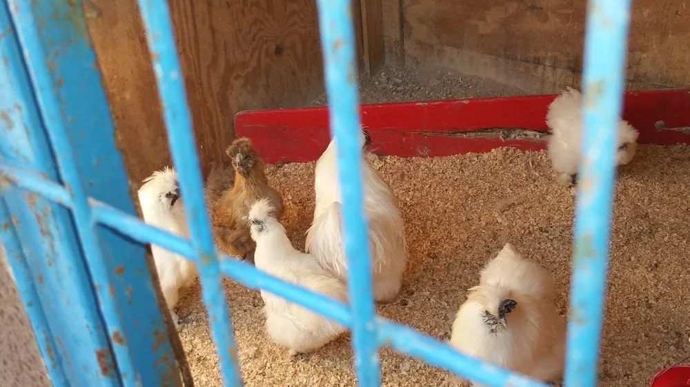 Residencia Tramonti - Residencia Canina y Felina - Melilla pet otel görseli 3