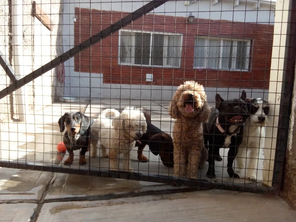 guarderia canina - Mendoza pet otel