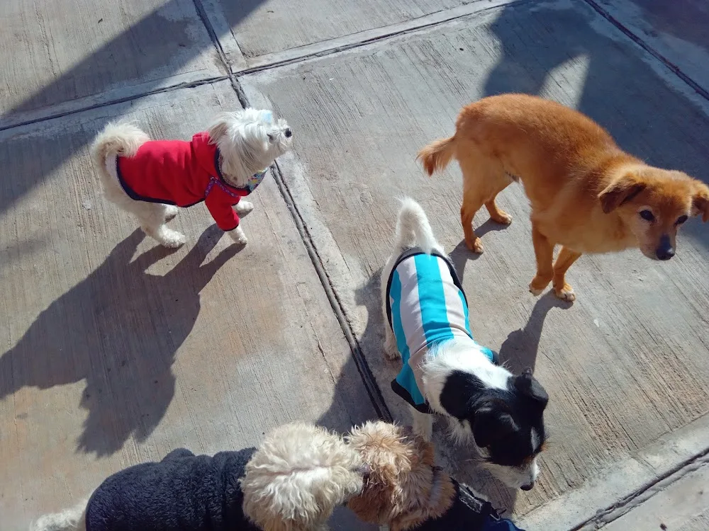 guarderia canina - Mendoza pet otel görseli 3