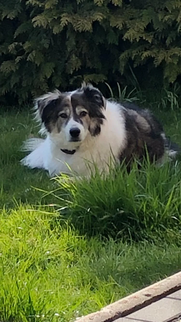 Hundepension Knott - Mengkofen pet otel görseli 3