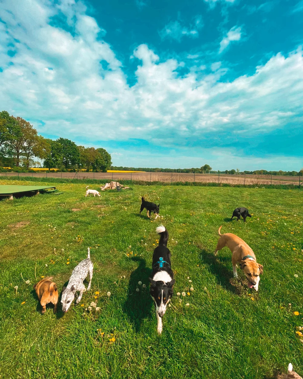 Das Hundehostel - Menslage pet otel