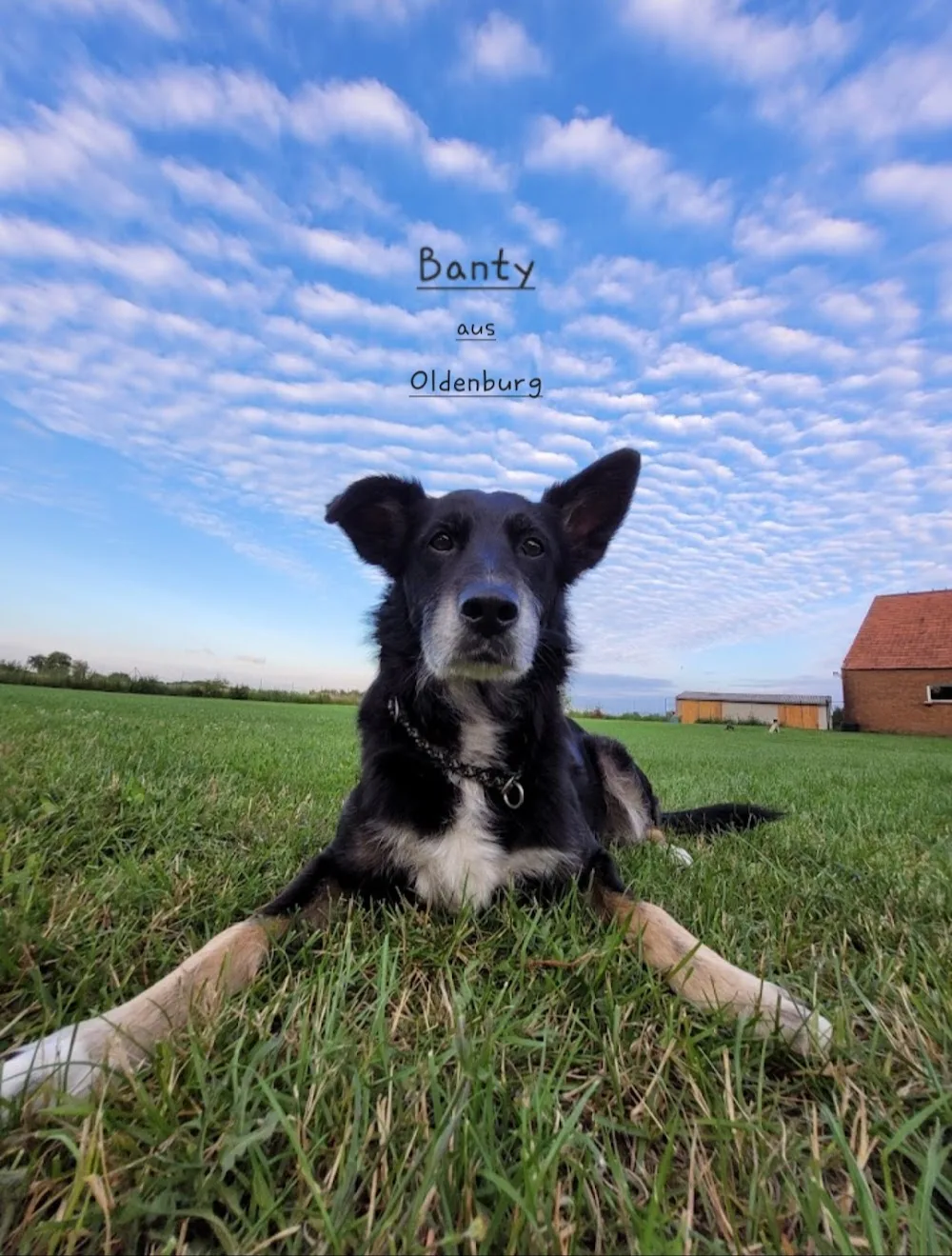 Das Hundehostel - Menslage pet otel görseli 3