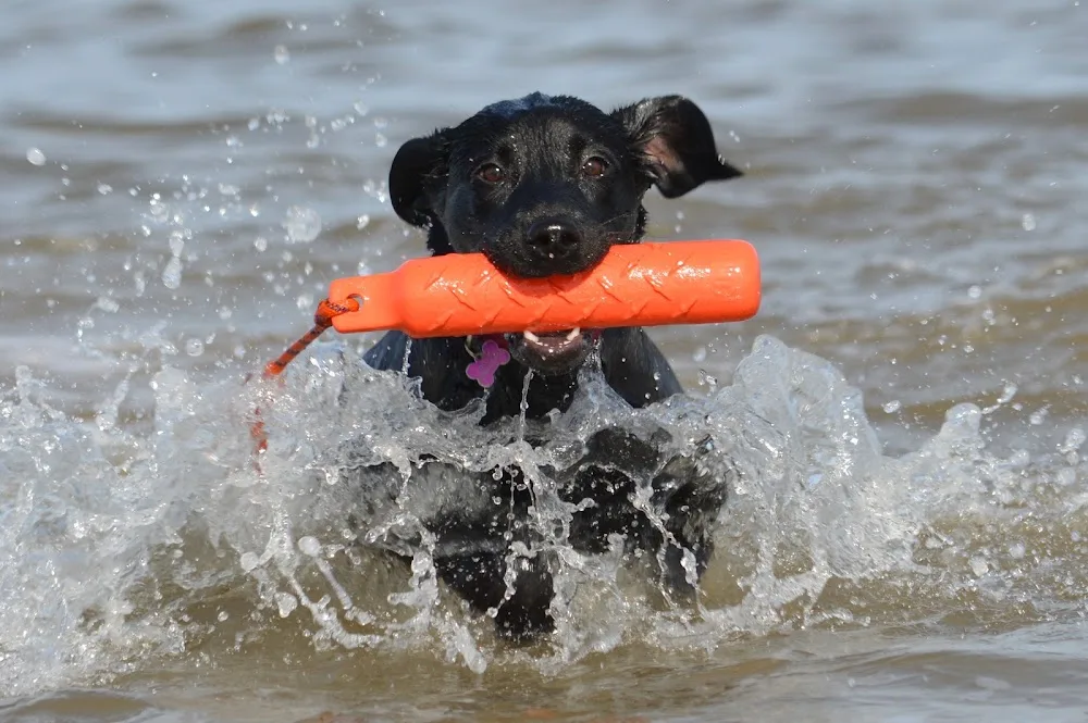 Canine Lodge Wirral - Meols pet otel görseli 2