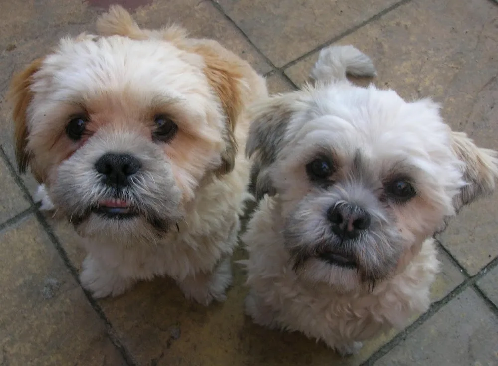 Grounddog Days - Hoylake Small Dog Daycare and Boarding - Meols pet otel görseli 3
