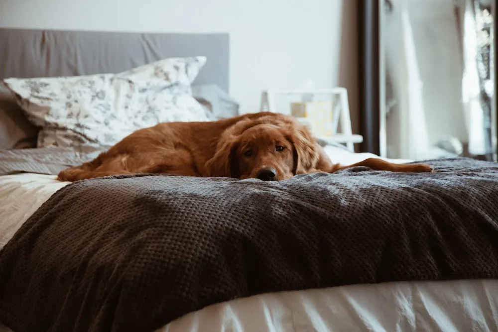Love Ur Dog - Meols pet otel görseli 2