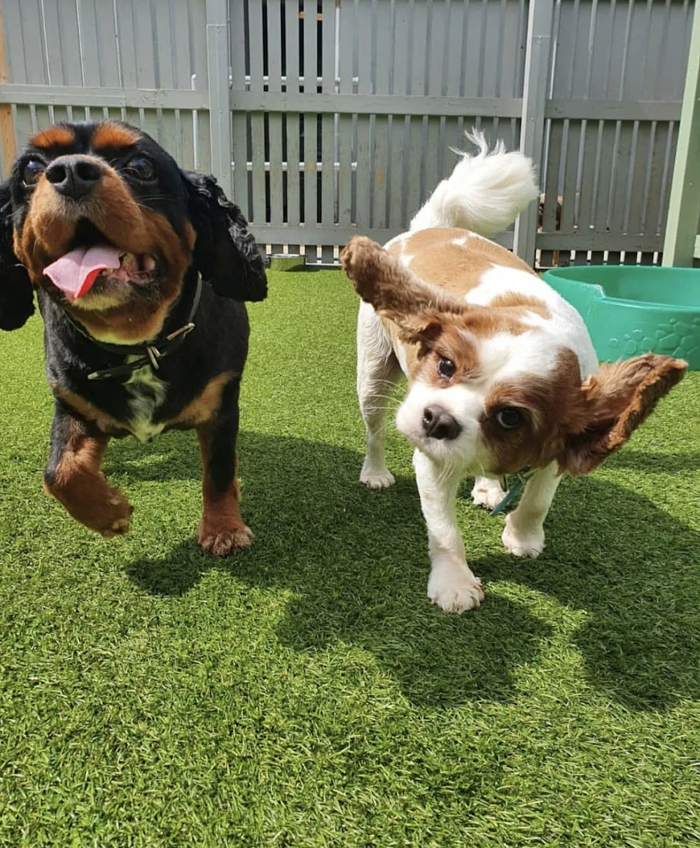 Love Ur Dog - Meols pet otel görseli 3