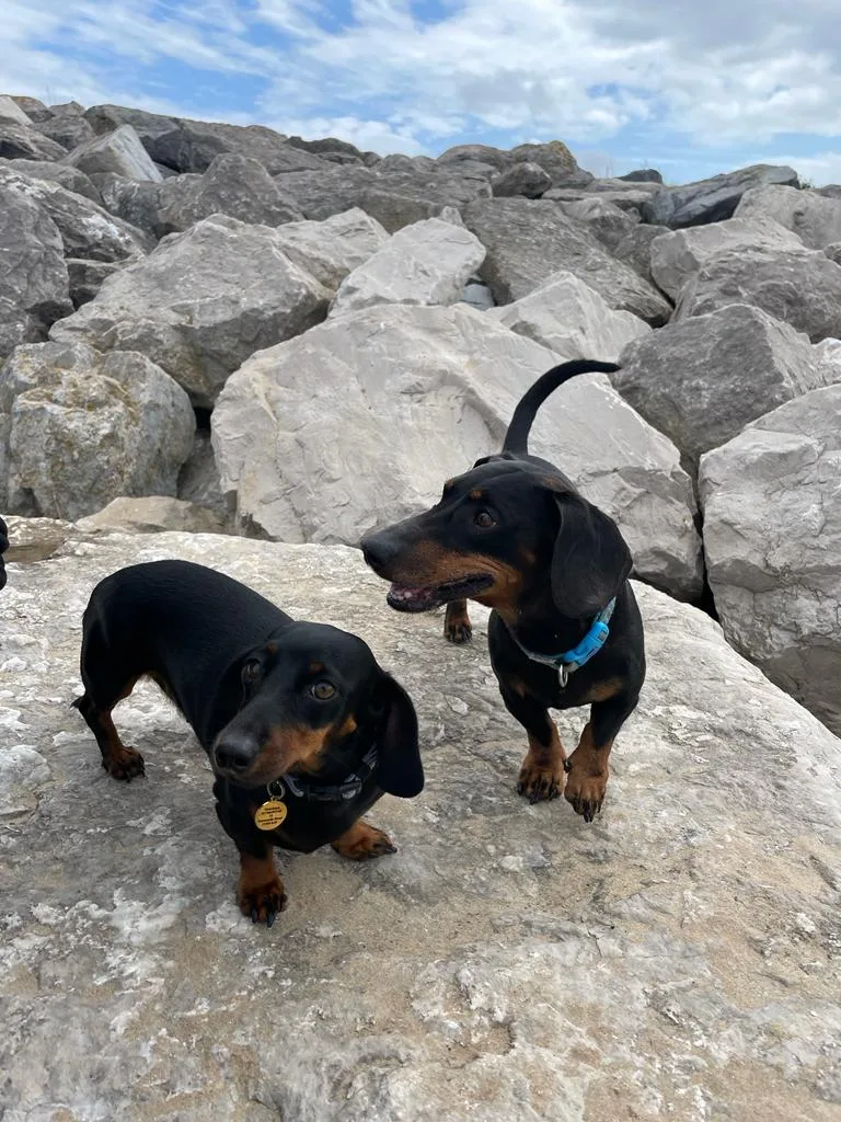 Nanny Kim's Dog Boarding (Awarded 5 ⭐️⭐️⭐️⭐️⭐️) - Meols pet otel