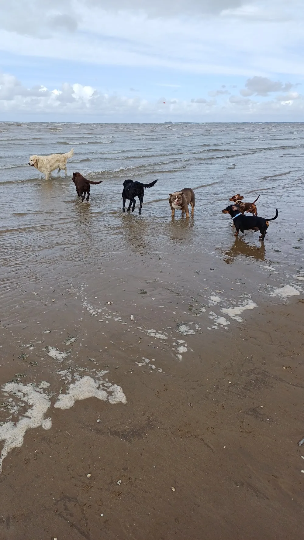 Nanny Kim's Dog Boarding (Awarded 5 ⭐️⭐️⭐️⭐️⭐️) - Meols pet otel görseli 3