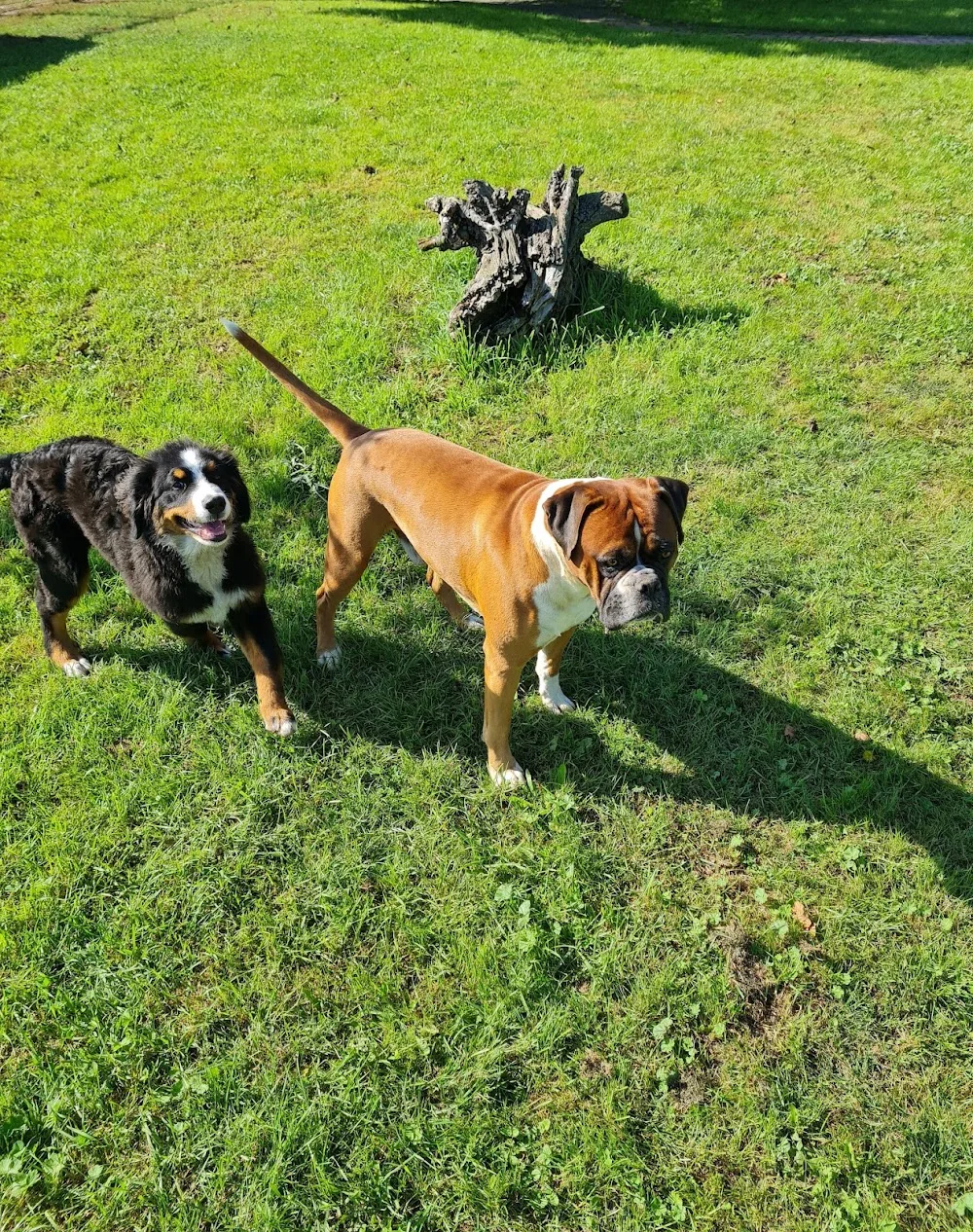Frechdogs - Merseburg pet otel