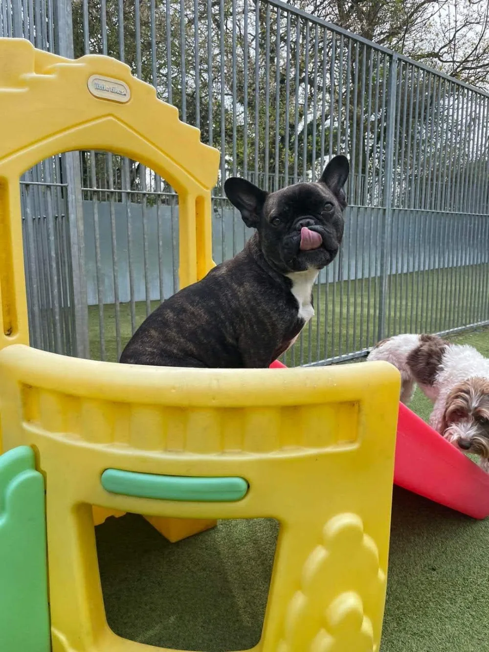 Archway Boarding Kennels - Merton pet otel görseli 3