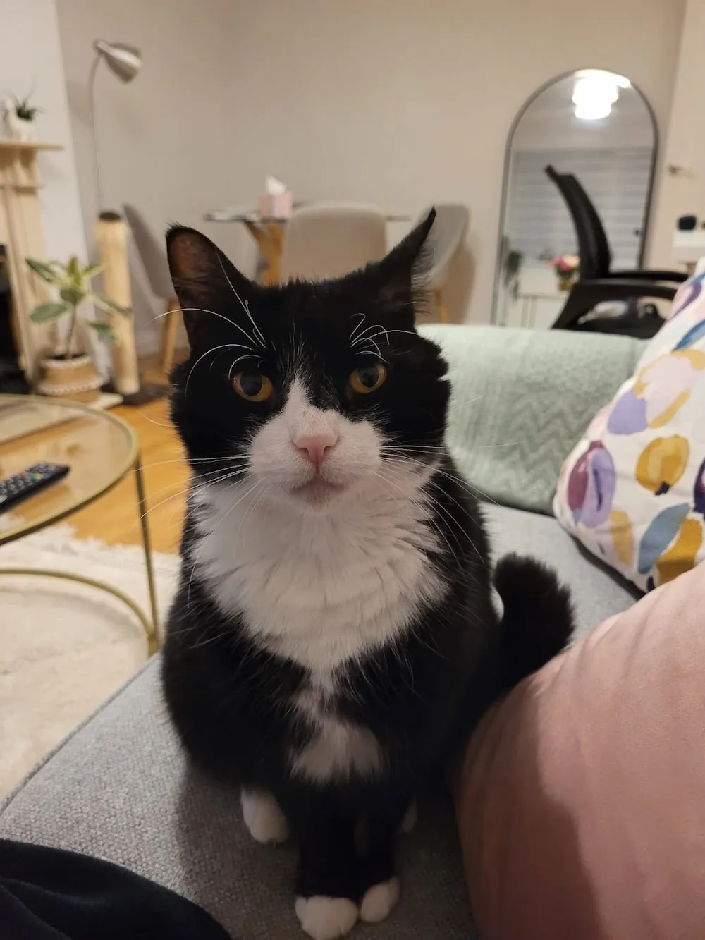 Berrylands Cattery - Merton pet otel görseli 2