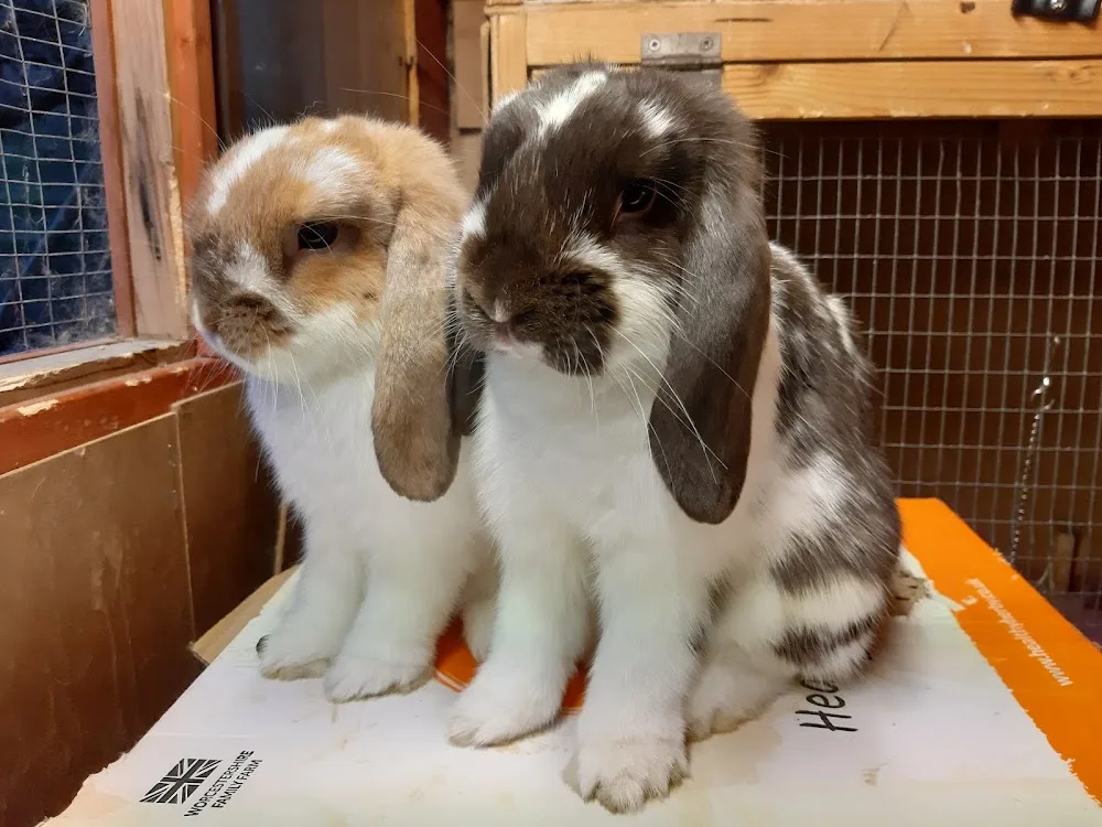 Bunny Burrows Boarding - Merton pet otel görseli 2