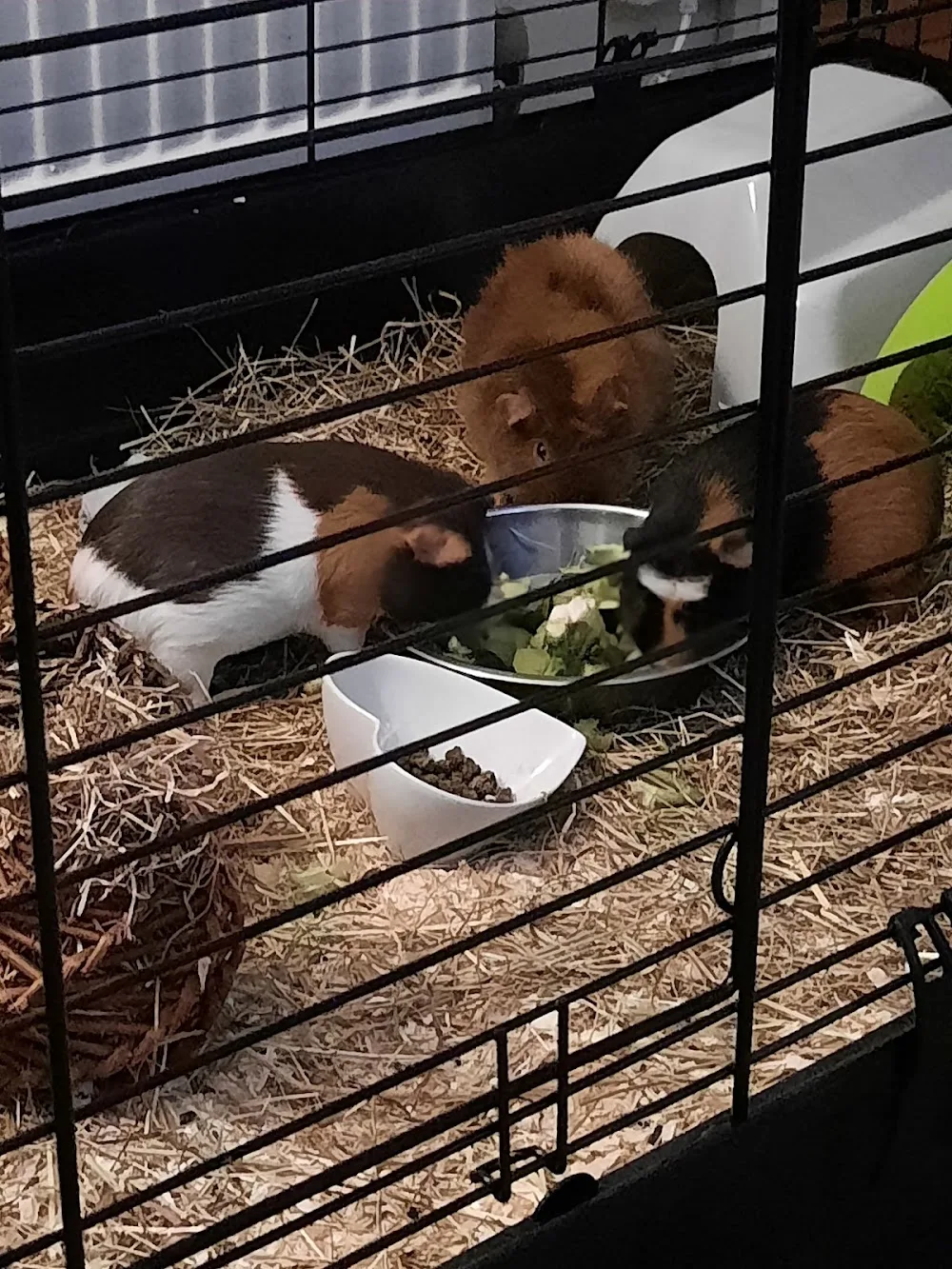 Bunny Burrows Boarding - Merton pet otel görseli 3