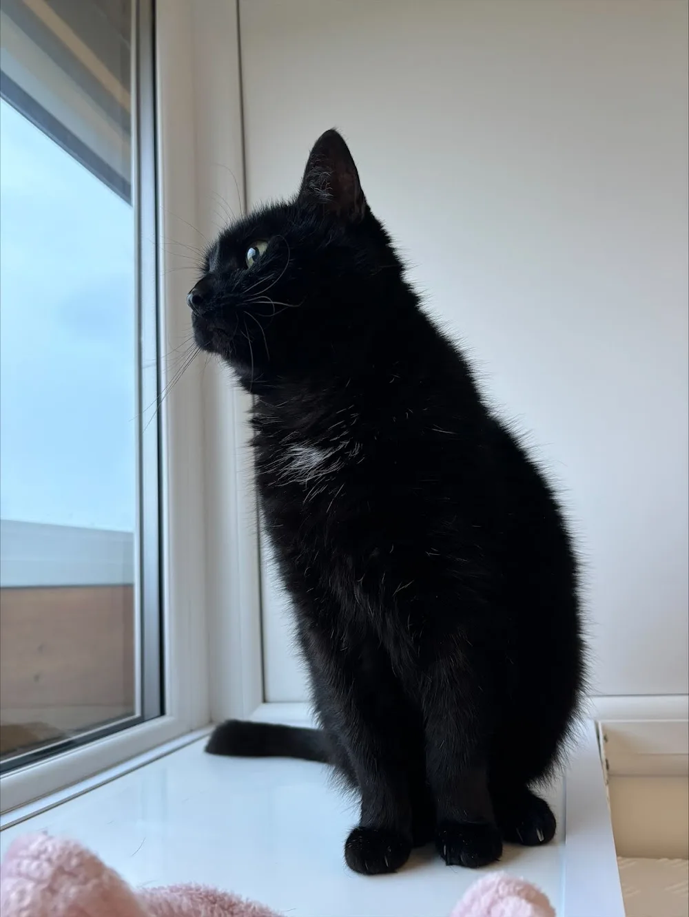 Fairview boarding cattery - Merton pet otel görseli 3