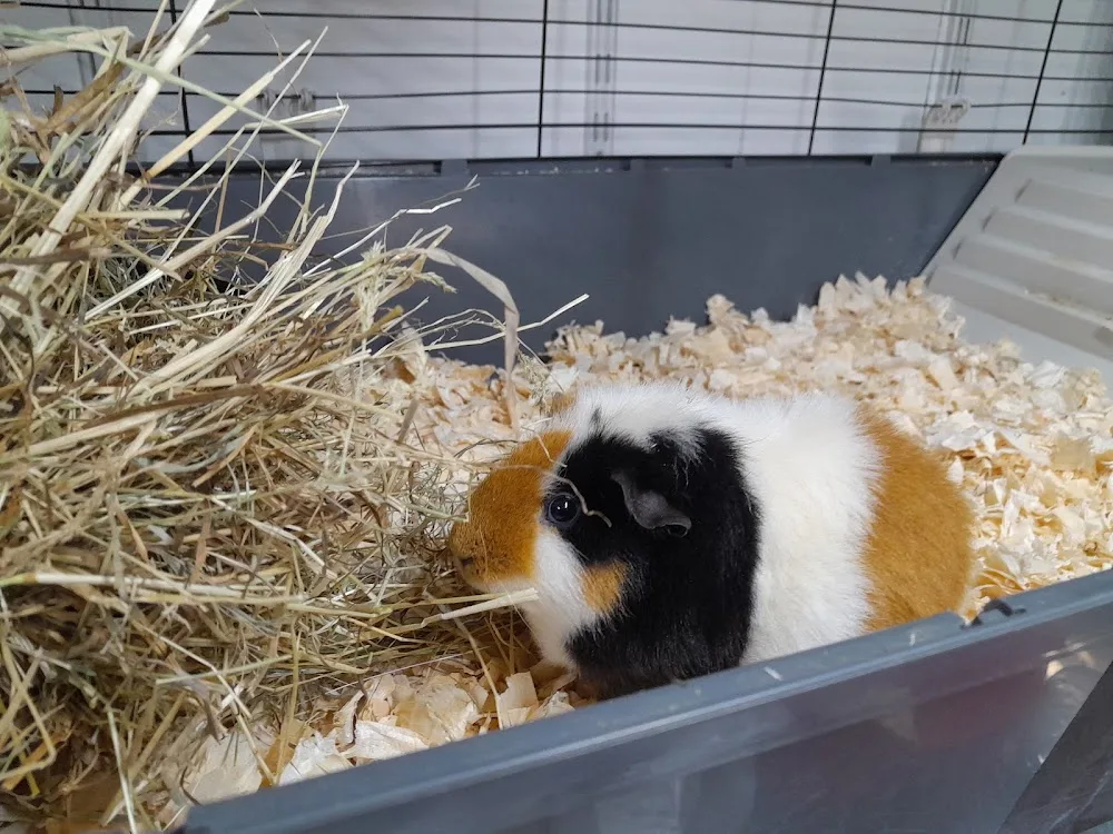 Oxford Small Pet Boarding - Merton pet otel