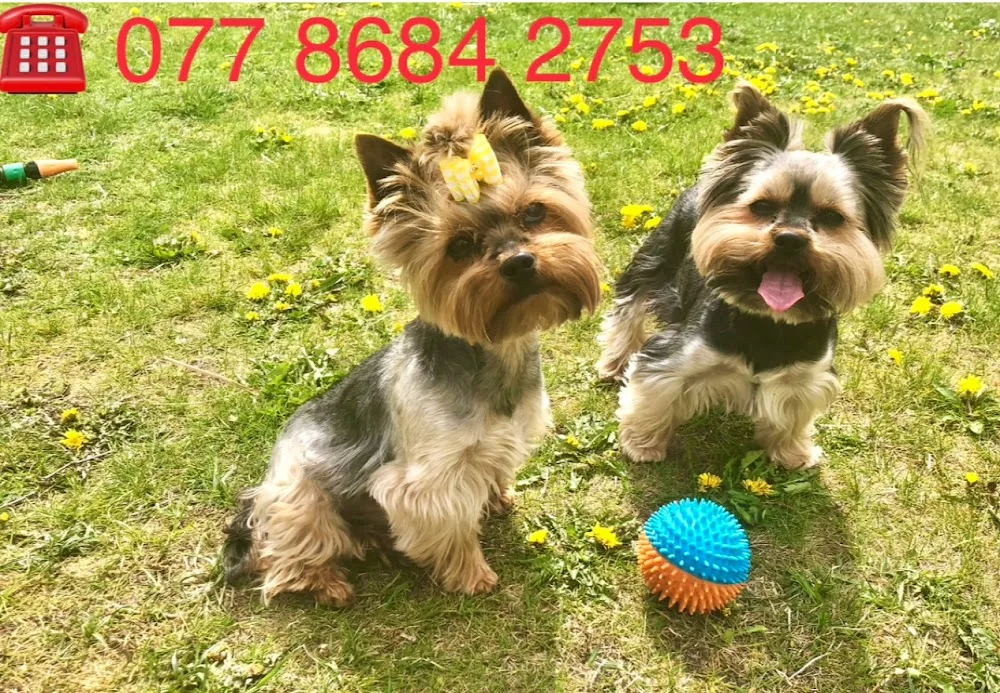 Pets Emporium - Merton pet otel
