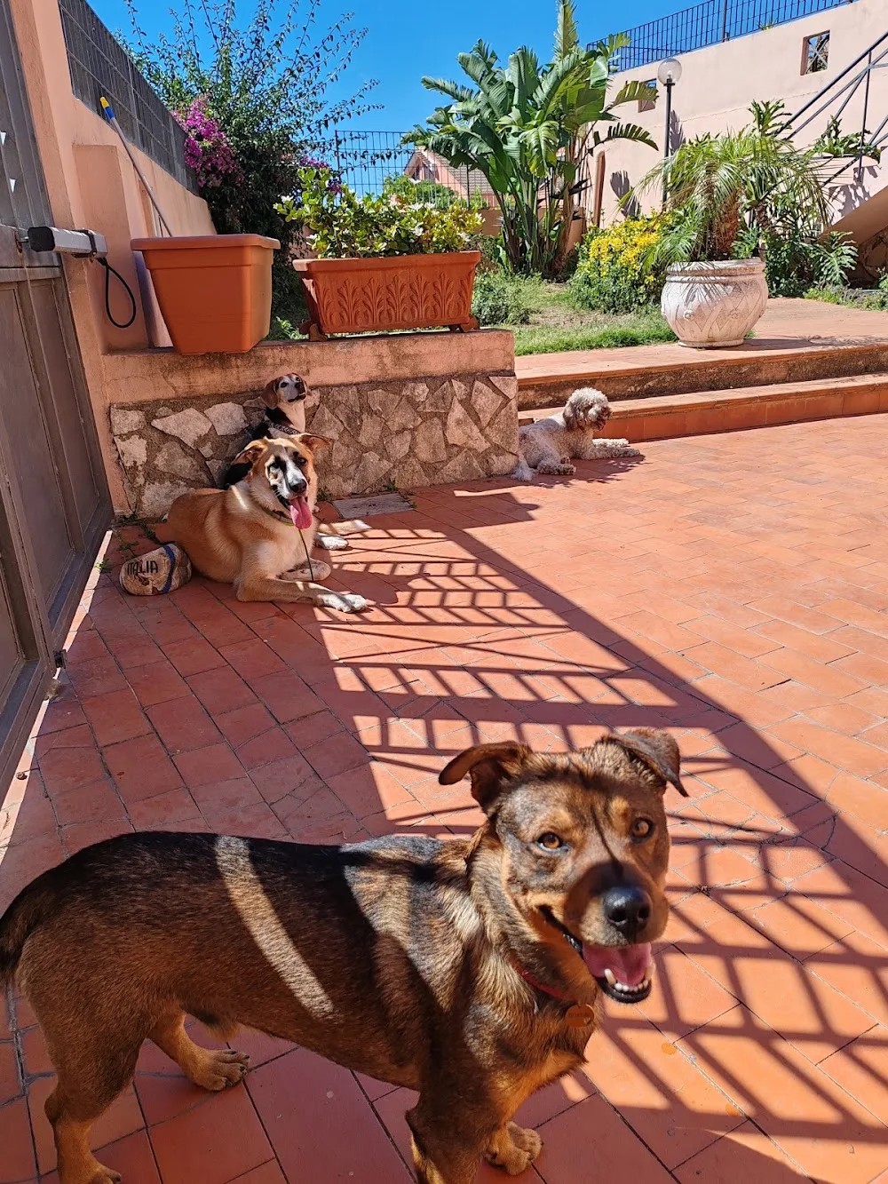 Aloha Village - Bed&Pet - Messina pet otel görseli 3