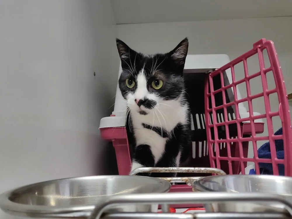 Chat'lut - Métropole de Lyon pet otel