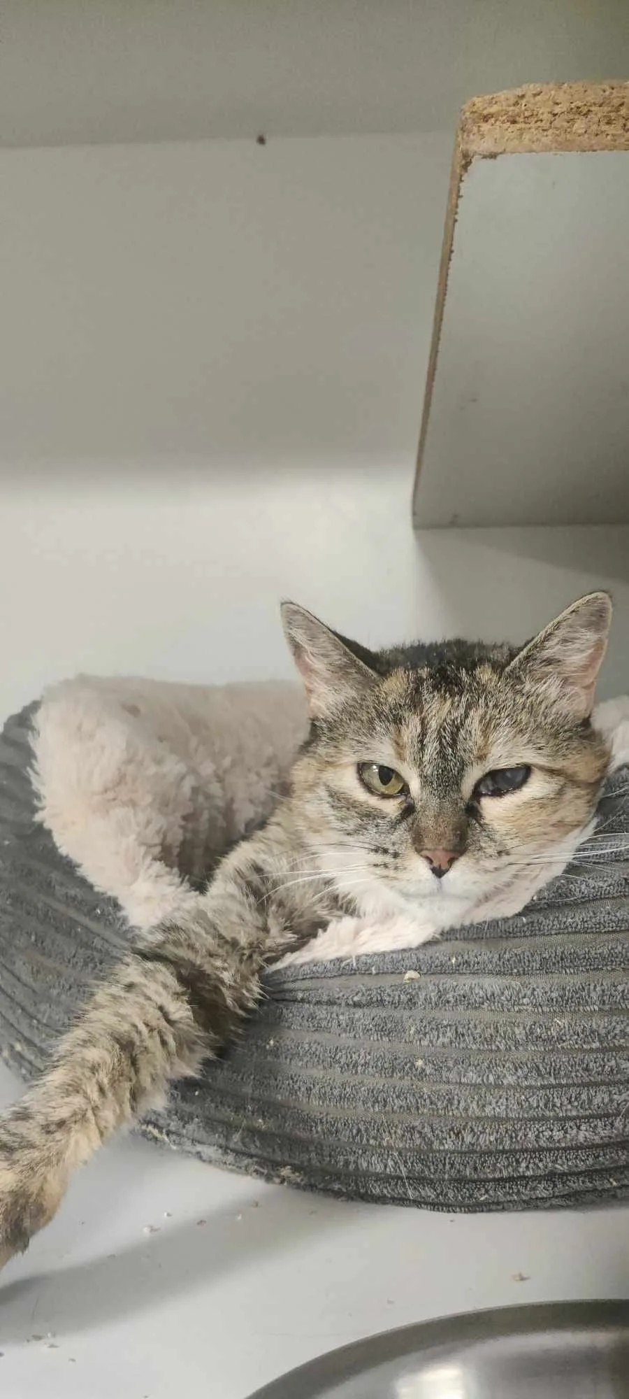 Chat'lut - Métropole de Lyon pet otel görseli 3