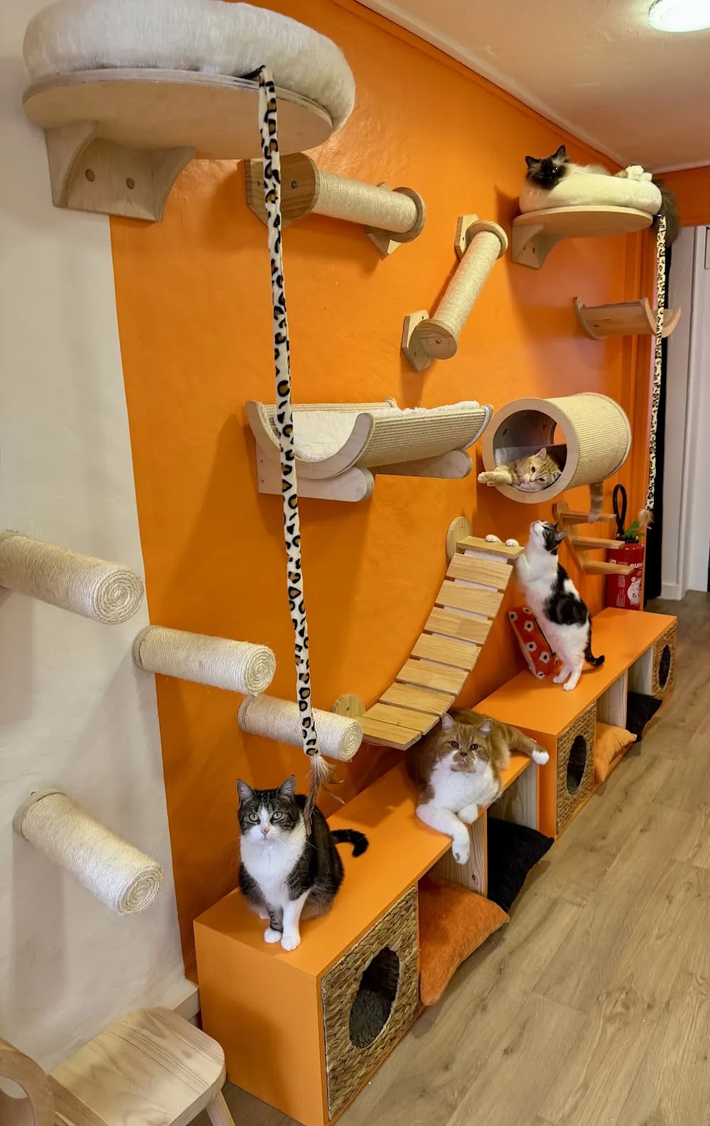 ChatperlipoPet’ - Métropole de Lyon pet otel