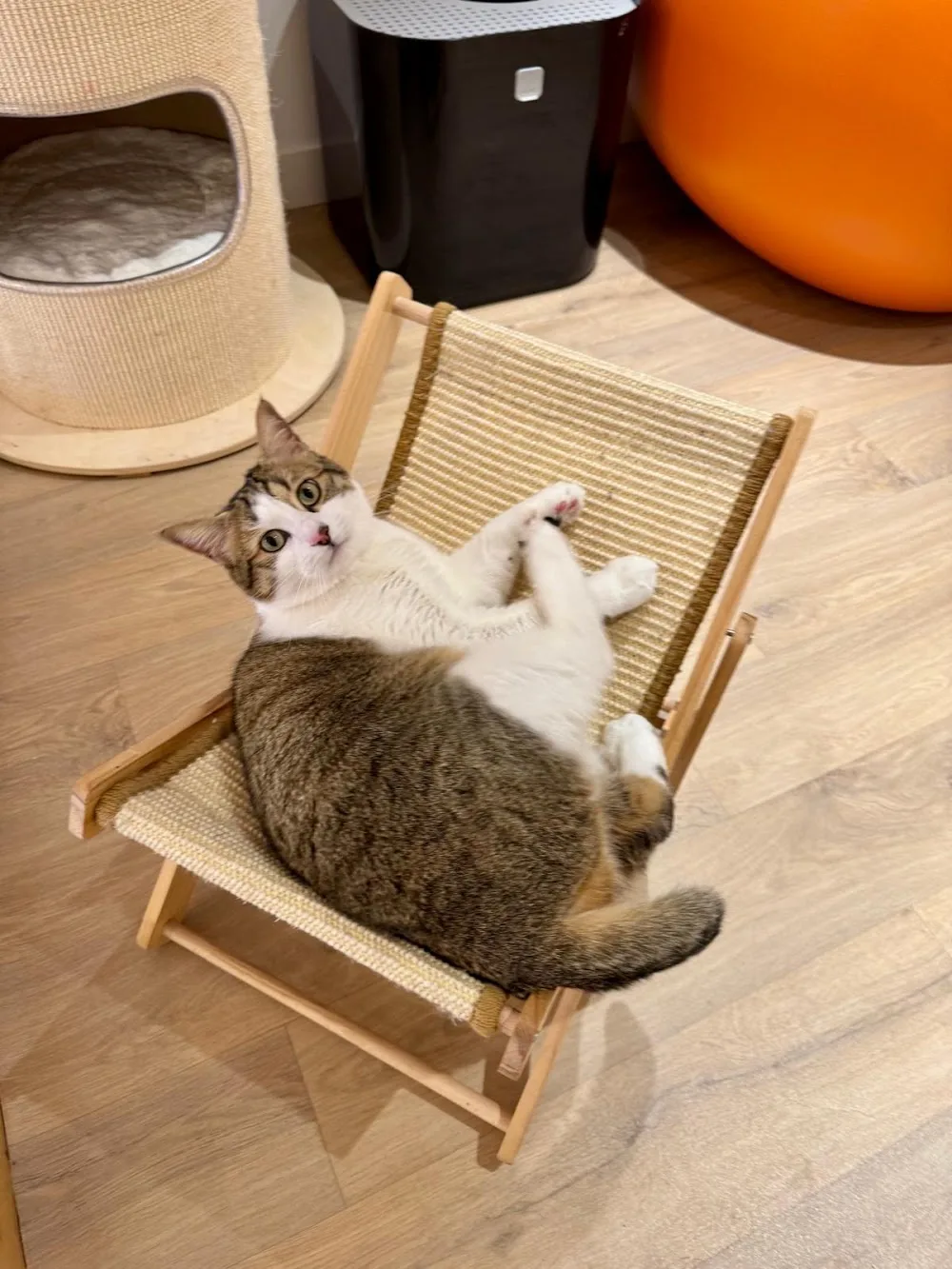 ChatperlipoPet’ - Métropole de Lyon pet otel görseli 3
