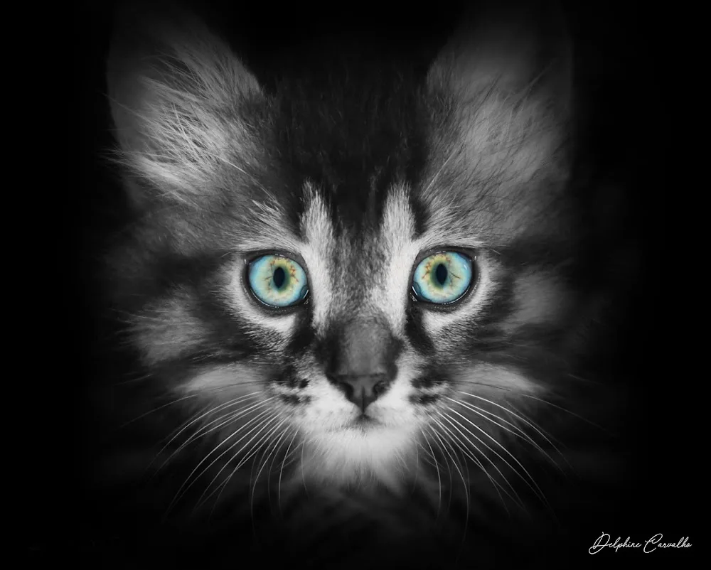 Chez Berlioz Résidence de vacances pour Aristo'chats - Métropole de Lyon pet otel