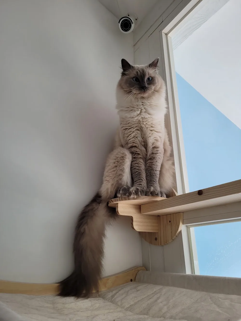 Chez Berlioz Résidence de vacances pour Aristo'chats - Métropole de Lyon pet otel görseli 3