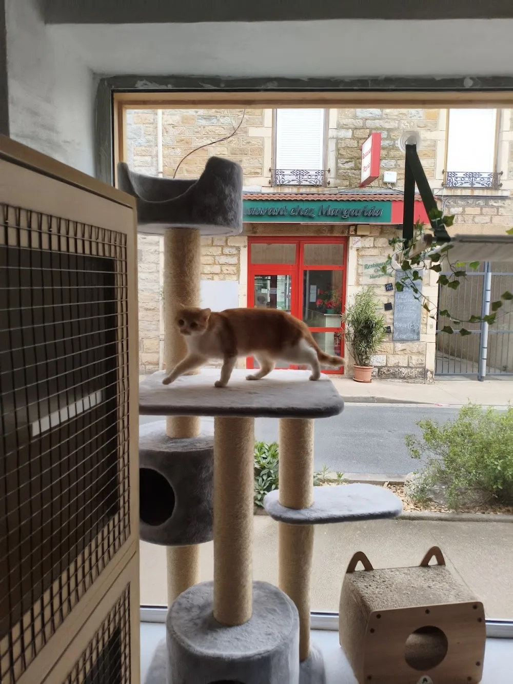Creche Matous OPB - Pension féline - Métropole de Lyon pet otel görseli 3