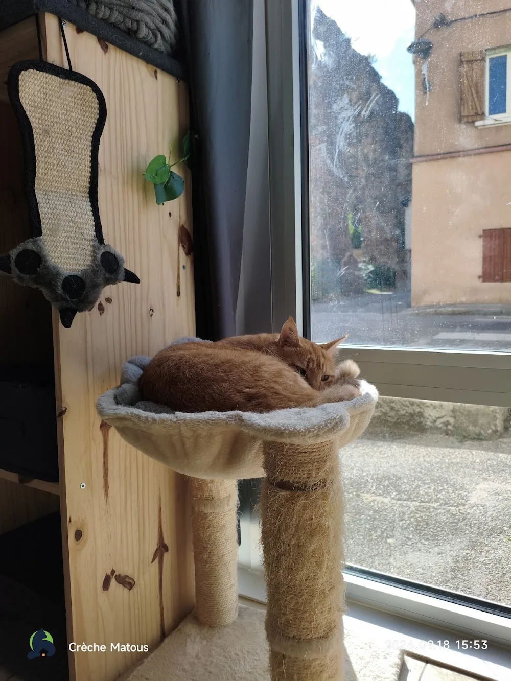 Crèche Matous SF - Pension féline - Métropole de Lyon pet otel görseli 3