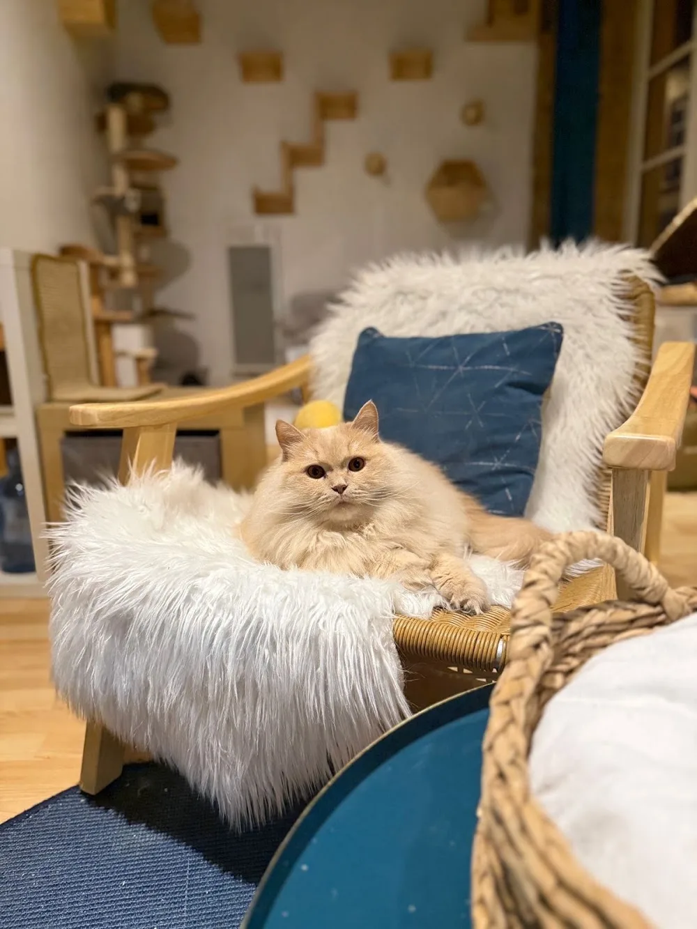 Devenir Un Cat - Métropole de Lyon pet otel görseli 3