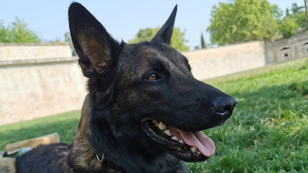Éducateur canin - Garderie - Pension - Transport lebonheurduchien - Métropole de Lyon pet otel görseli 3