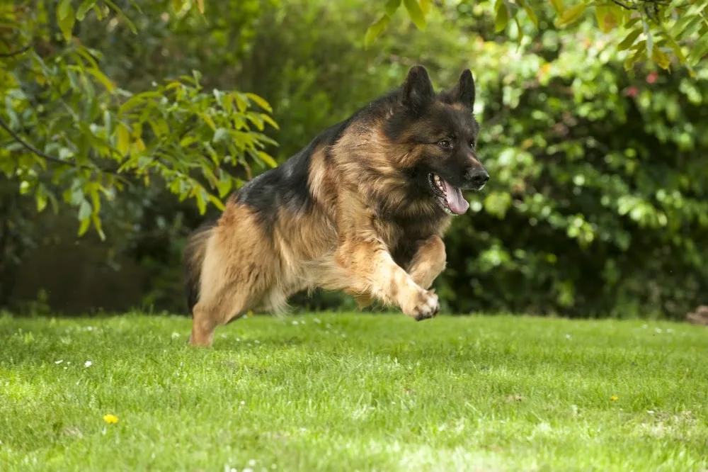 Elevage, pension et éducation canine Combe Delacquis - Métropole de Lyon pet otel