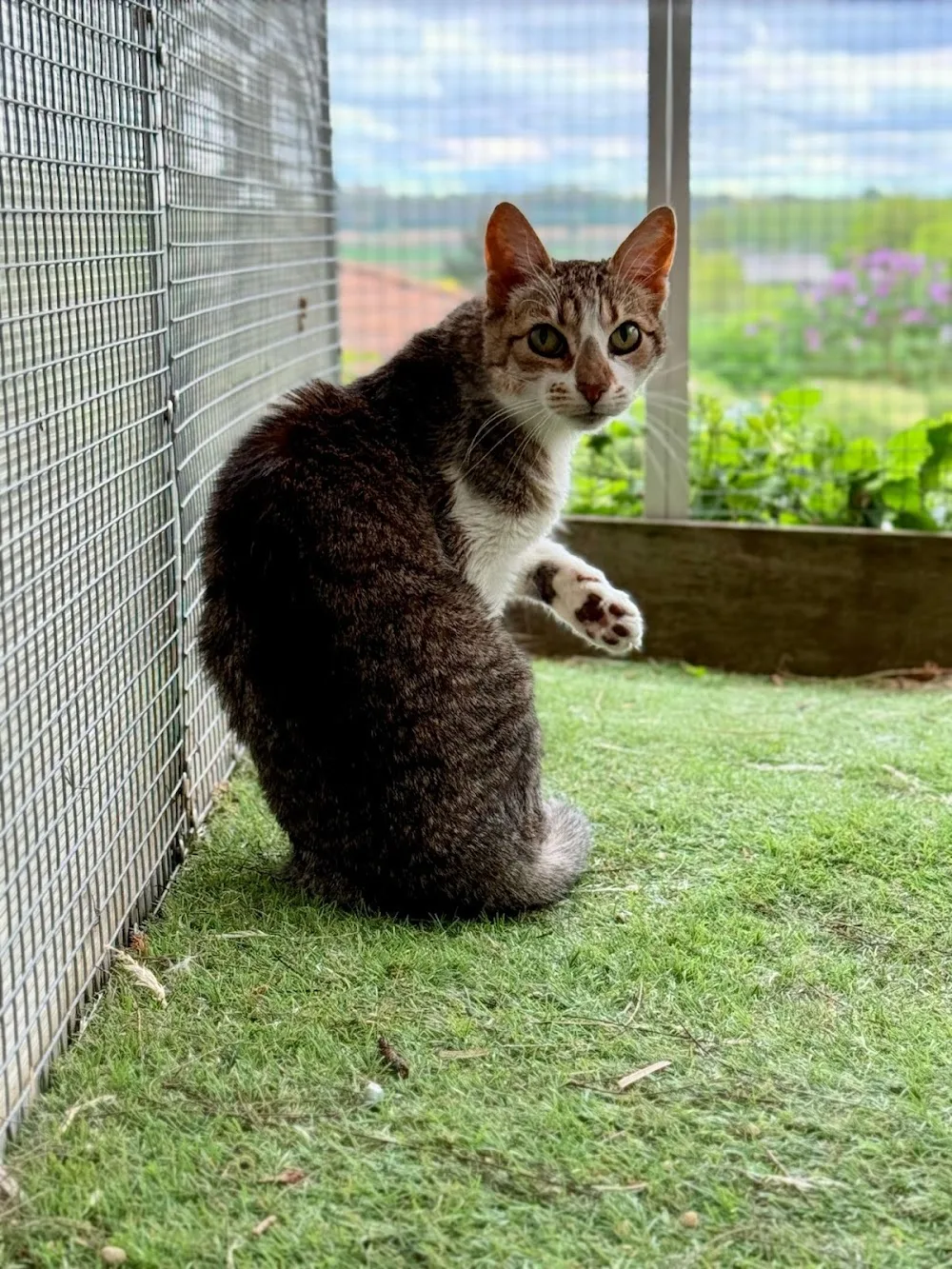 Fée pour Chats - Métropole de Lyon pet otel