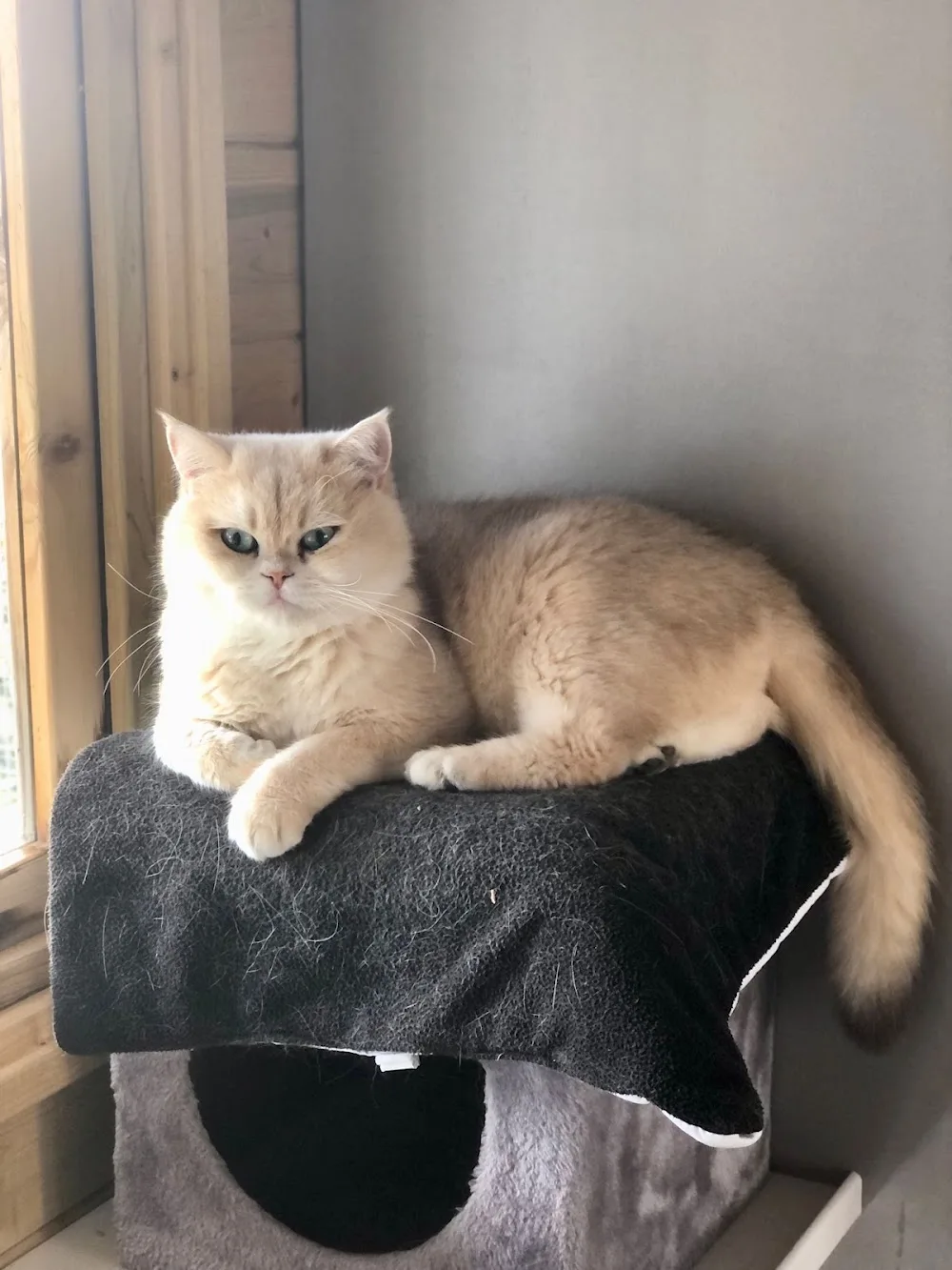 Fée pour Chats - Métropole de Lyon pet otel görseli 3