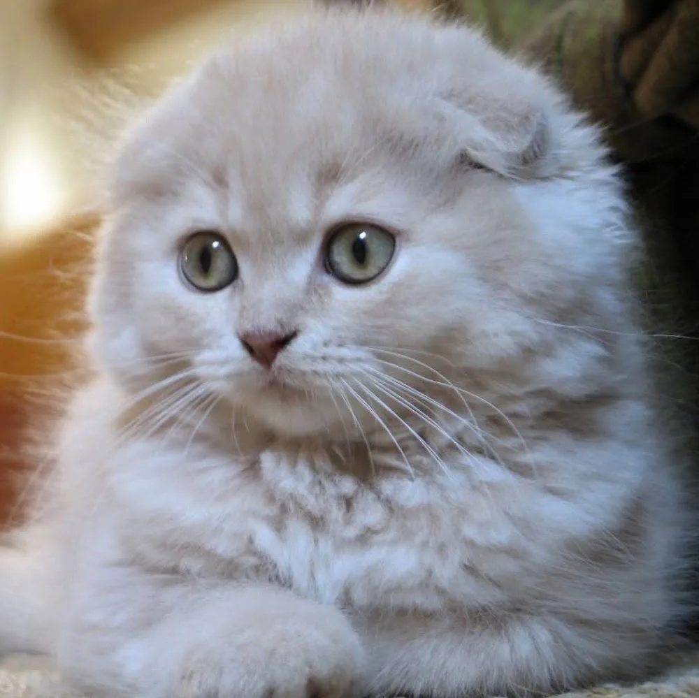 Fée pour Chats - Métropole de Lyon pet otel görseli 5