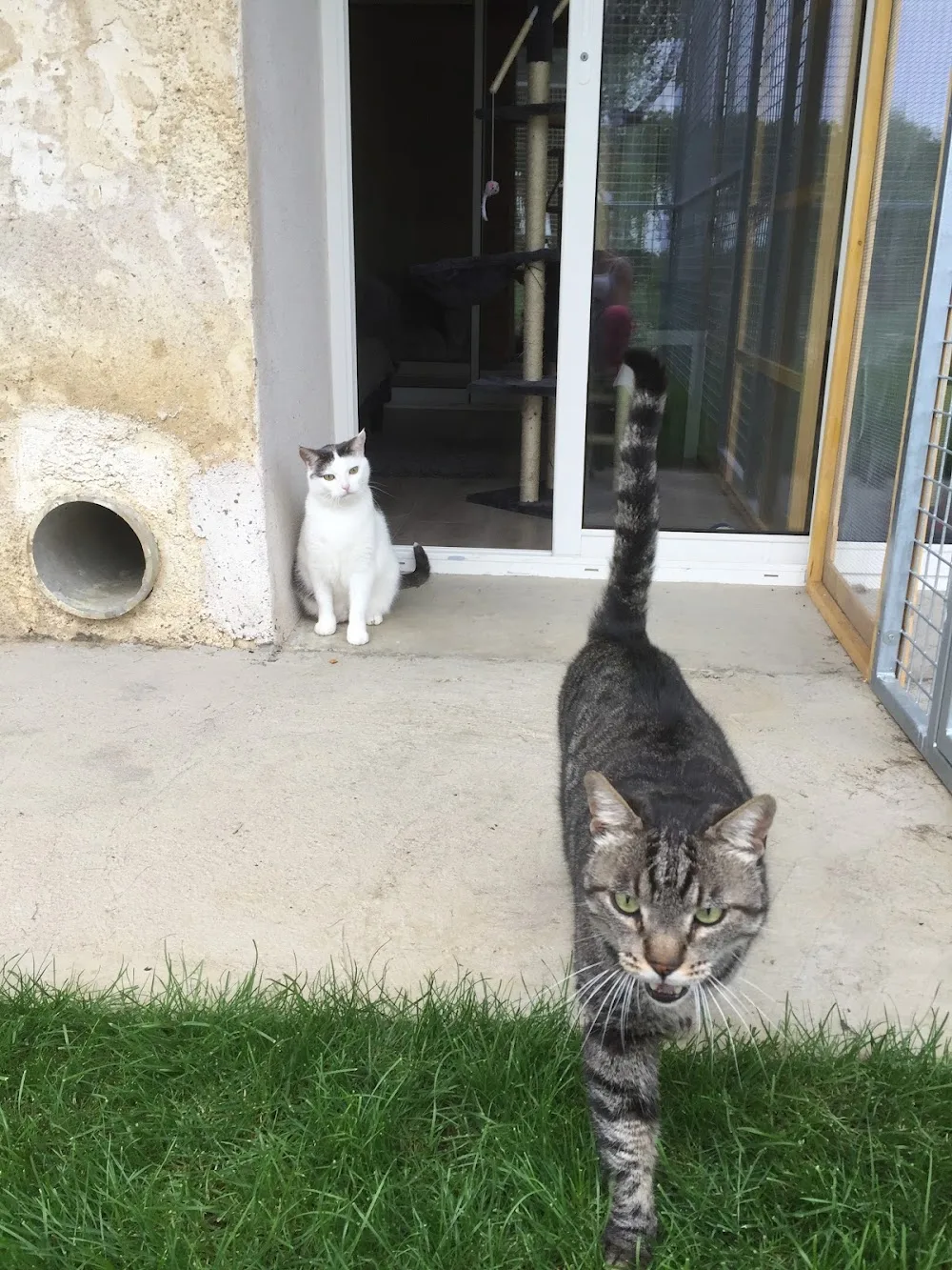 La Maison d'Hôtes Des Chats - Métropole de Lyon pet otel görseli 3