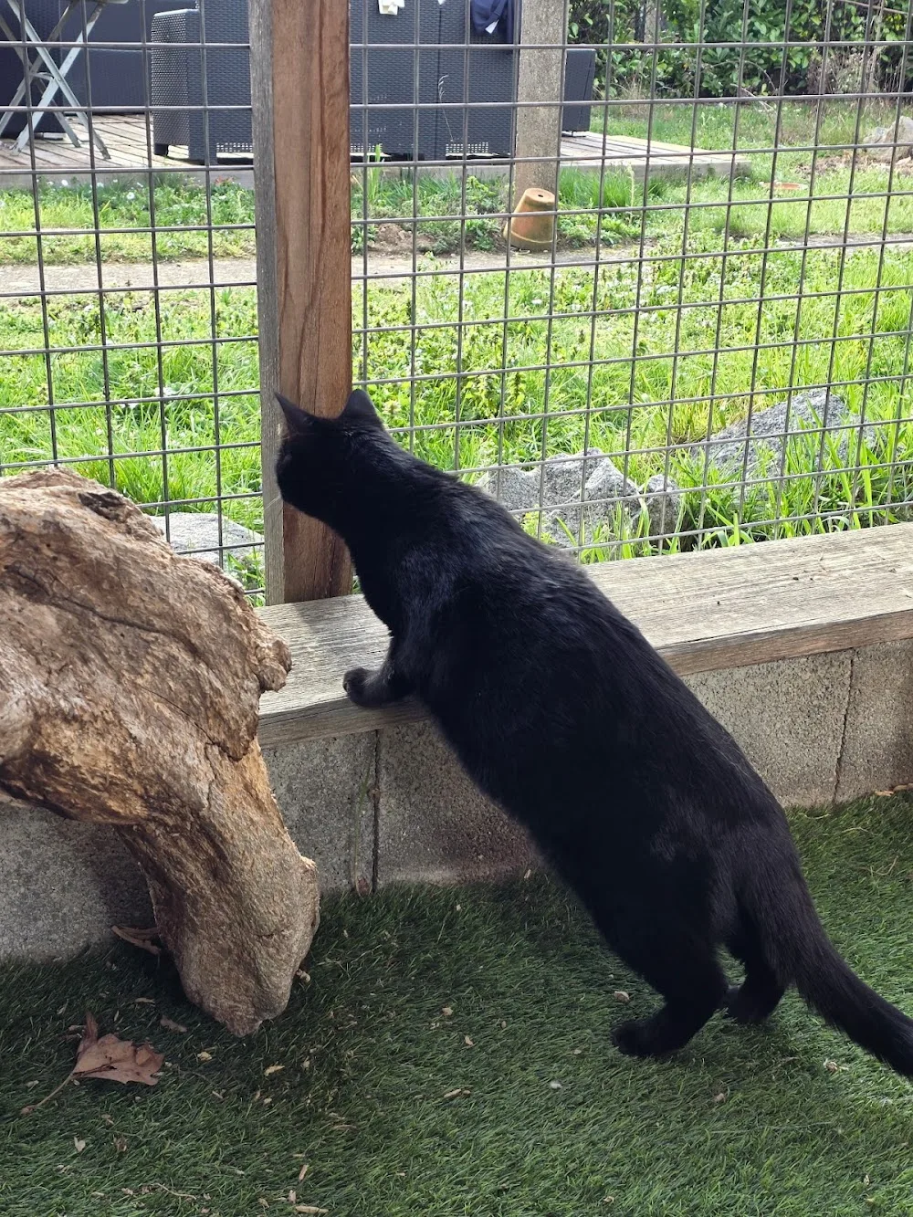 L'entr'chats pension féline sur Lyon - Métropole de Lyon pet otel görseli 3