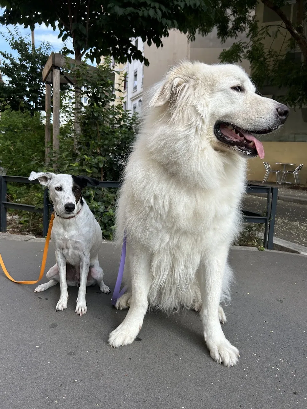 MariiaDogs – Éducation canine & Garde de chiens à Lyon - Métropole de Lyon pet otel görseli 3