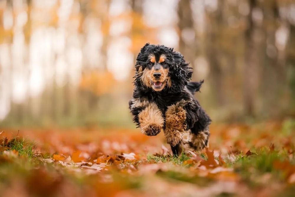 Pawsy | Garde de chiens à Croix Rousse, Lyon 4 - Métropole de Lyon pet otel görseli 3