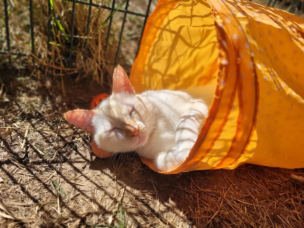 Rêve de chat. Pension pour chats. Garde de chats - Métropole de Lyon pet otel görseli 2
